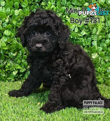 Purebred Miniature Poodle - Boys. Now in store at Puppy Palace Pet Shop, Underwood.