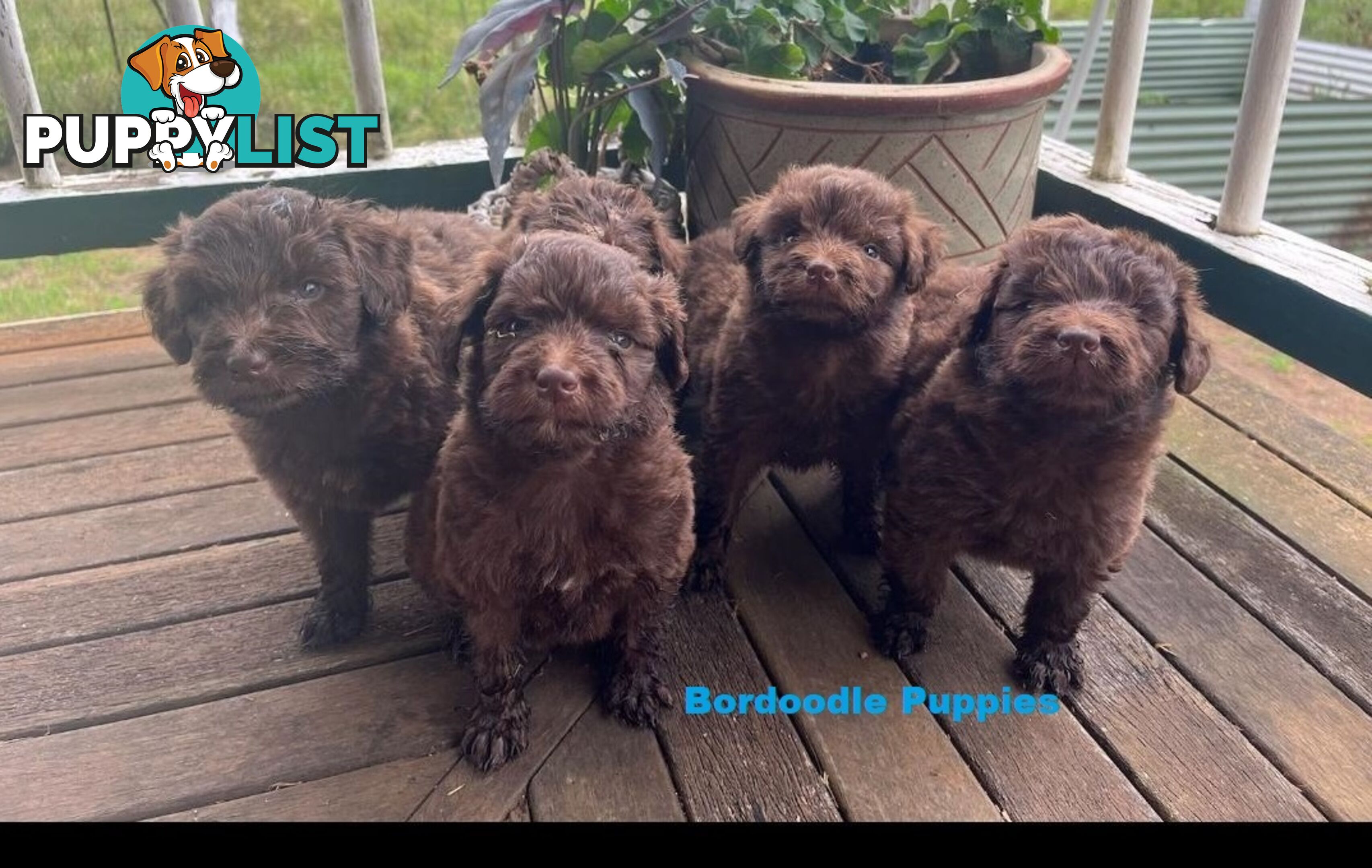 Bordoodle (Border Collie X Std/Mini Poodle) Puppies -  Arriving into store Thursday 12 December.