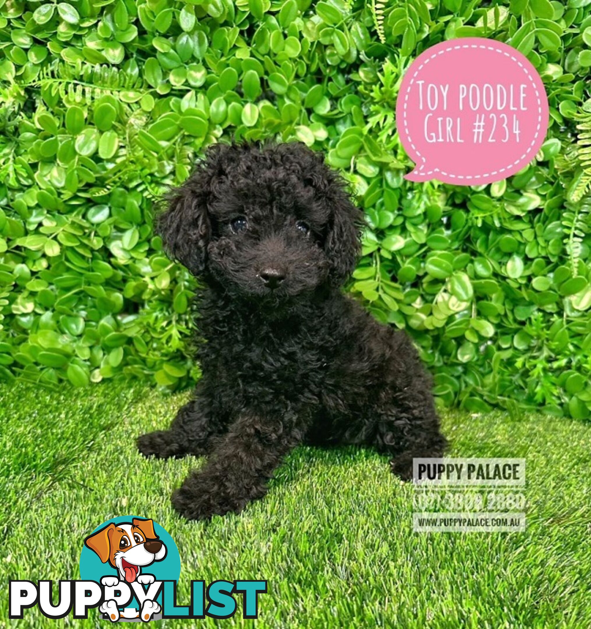 Toy Poodle - Girls. Parents are also DNA Tested. Puppy Palace Pet Shop, Brisbane