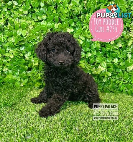 Toy Poodle - Girls. Parents are also DNA Tested. Puppy Palace Pet Shop, Brisbane