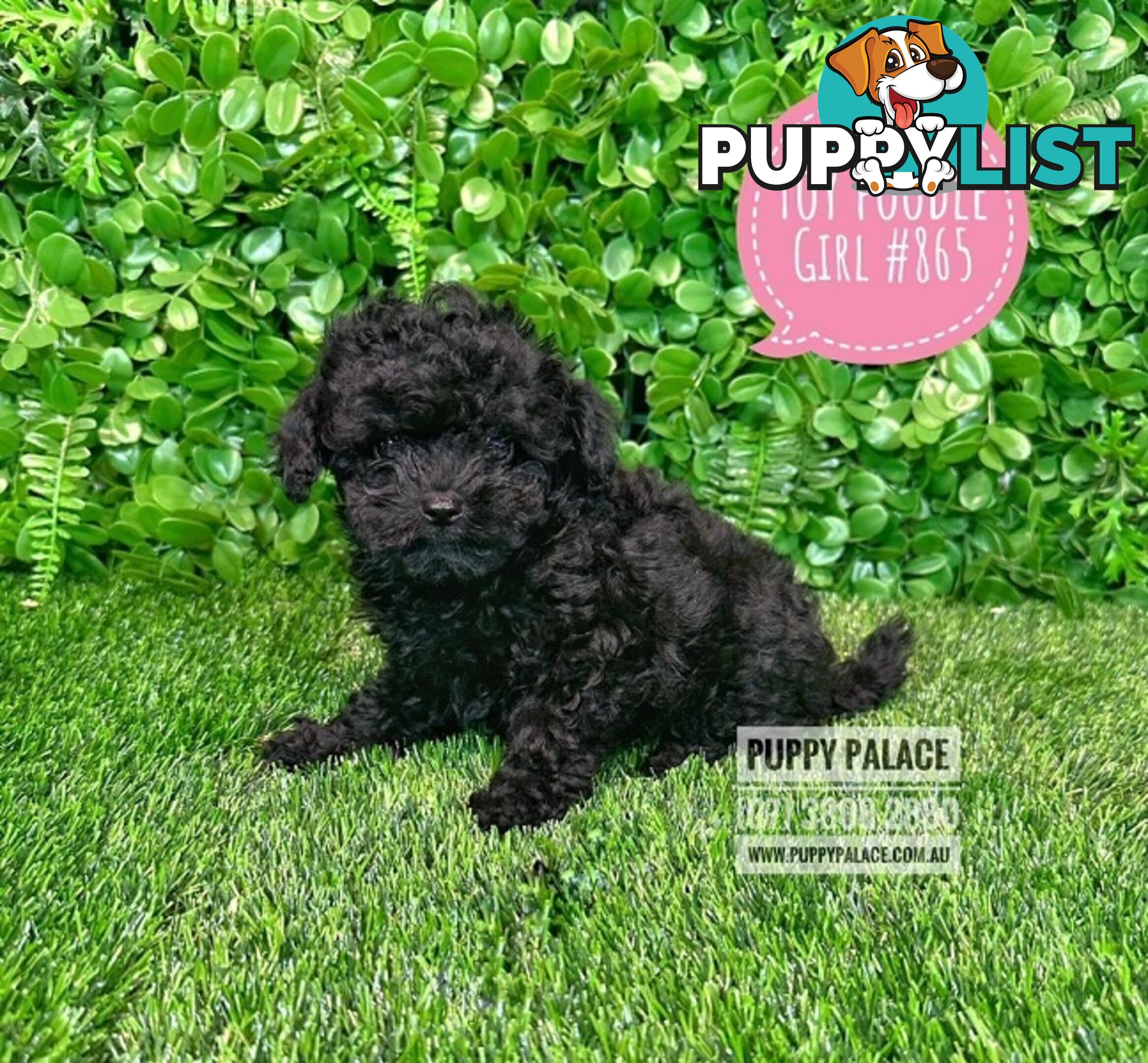 Toy Poodle - Girls. Parents are also DNA Tested. Puppy Palace Pet Shop, Brisbane