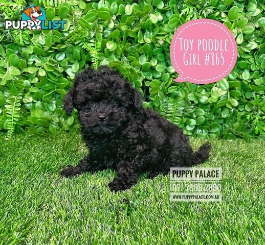 Toy Poodle - Girls. Parents are also DNA Tested. Puppy Palace Pet Shop, Brisbane