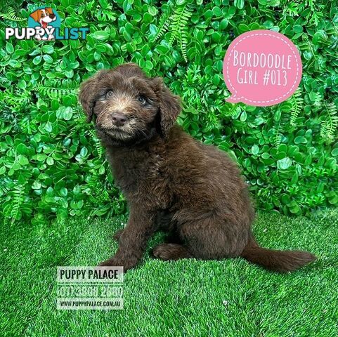 Bordoodle (Border Collie X Std/Mini Poodle) Puppies - Boys & Girls. At Puppy Palace Pet Shop