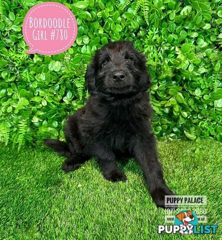 Bordoodle (Border Collie X Std/Mini Poodle) Puppies - Boys& Girl. At Puppy Palace Pet Shop