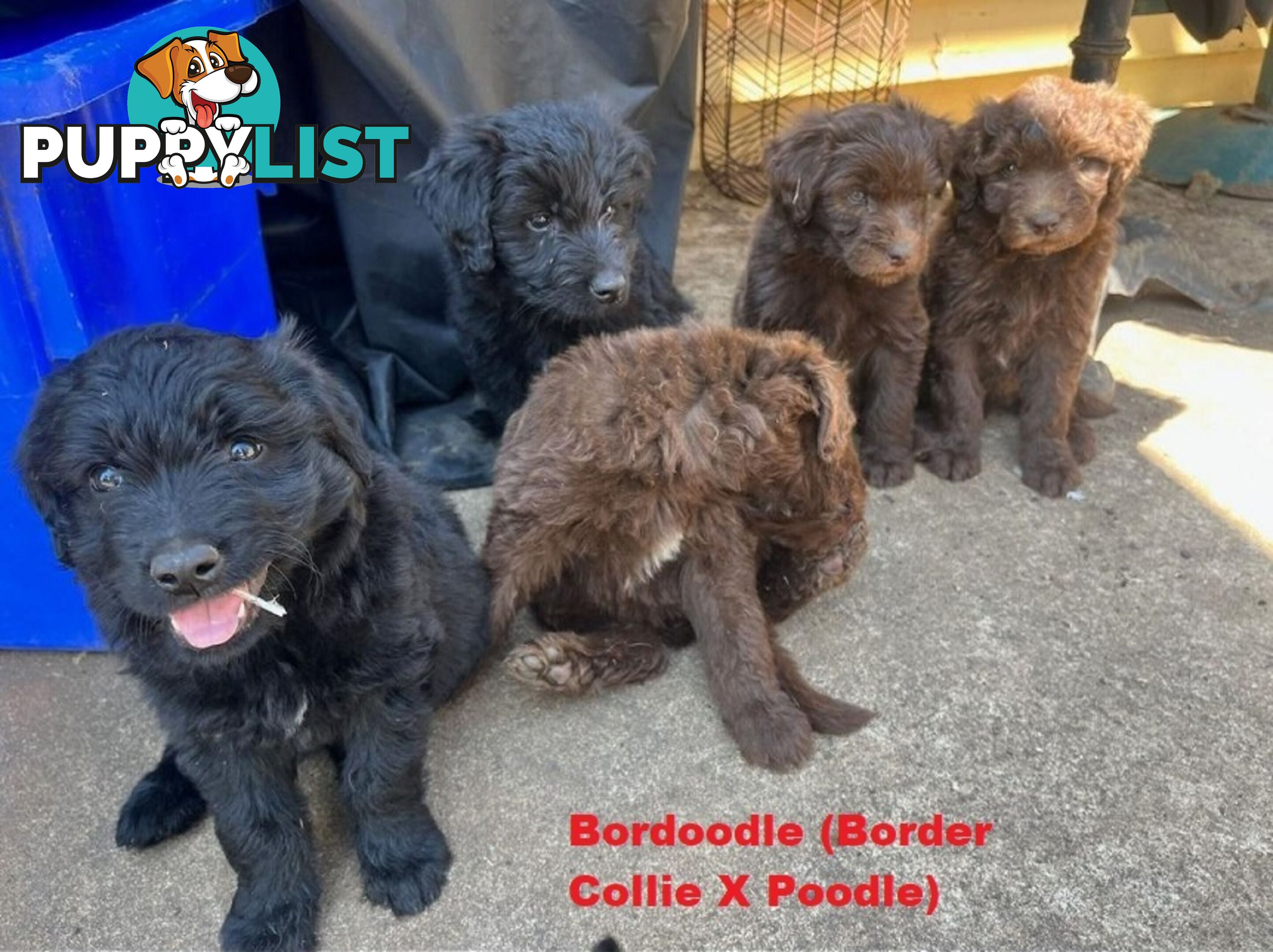 Bordoodle (Border Collie X Std/Mini Poodle) Puppies - Boys & Girls. At Puppy Palace Pet Shop