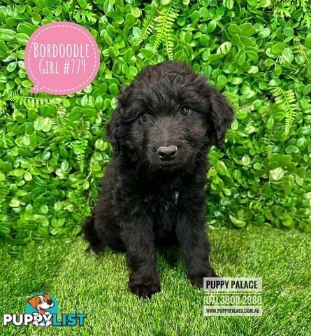 Bordoodle (Border Collie X Std/Mini Poodle) Puppies - Boys & Girls. At Puppy Palace Pet Shop