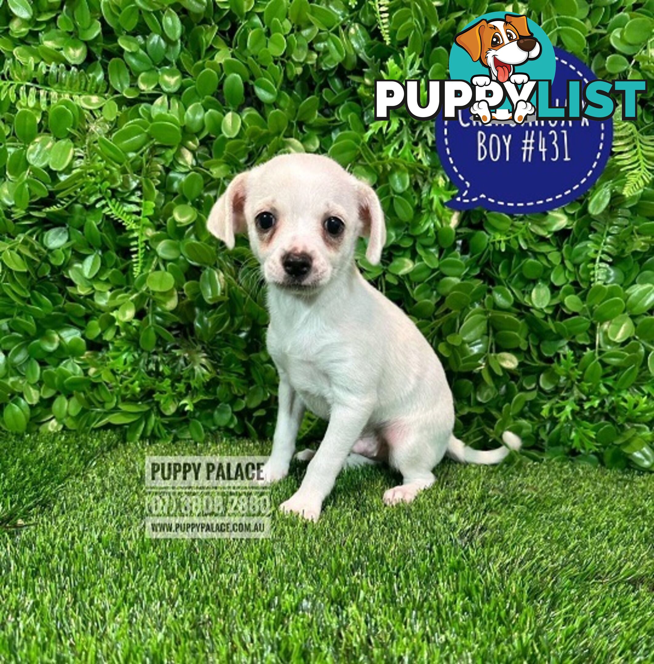 Chihuahua X Maltese/Shih Tzu - In store now at Puppy Palace Pet Shop, Underwood, Brisbane.