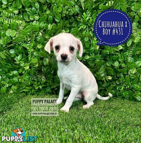 Chihuahua X Maltese/Shih Tzu - In store now at Puppy Palace Pet Shop, Underwood, Brisbane. 