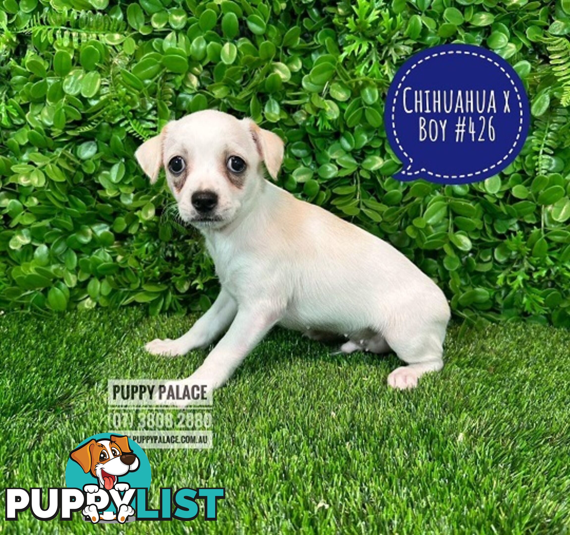 Chihuahua X Maltese/Shih Tzu - In store now at Puppy Palace Pet Shop, Underwood, Brisbane.