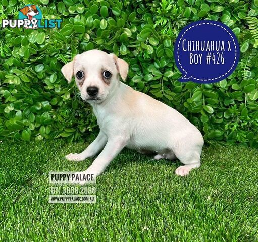 Chihuahua X Maltese/Shih Tzu - In store now at Puppy Palace Pet Shop, Underwood, Brisbane.