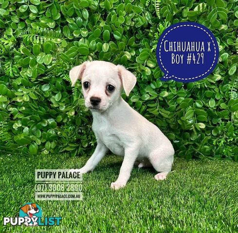 Chihuahua X Maltese/Shih Tzu - In store now at Puppy Palace Pet Shop, Underwood, Brisbane.