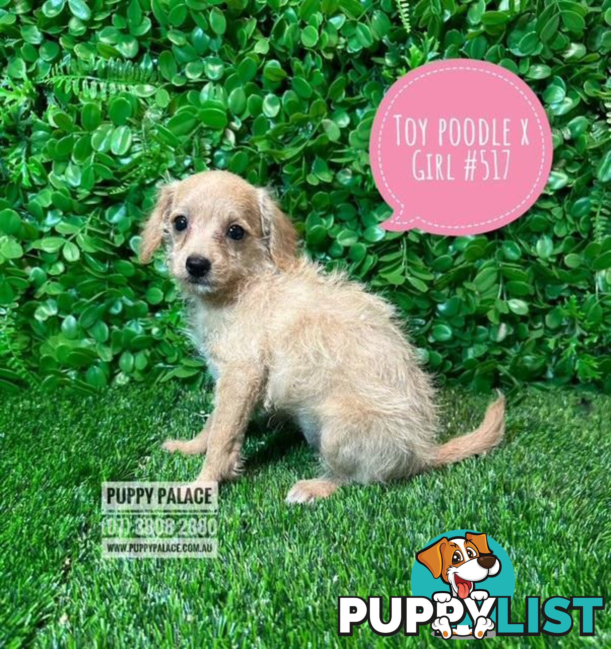 Toy Poodle X Chihuahua/Jack Russell Puppies at Puppy Palace Pet Shop Brisbane