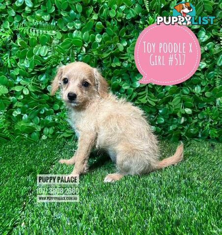 Toy Poodle X Chihuahua/Jack Russell Puppies at Puppy Palace Pet Shop Brisbane