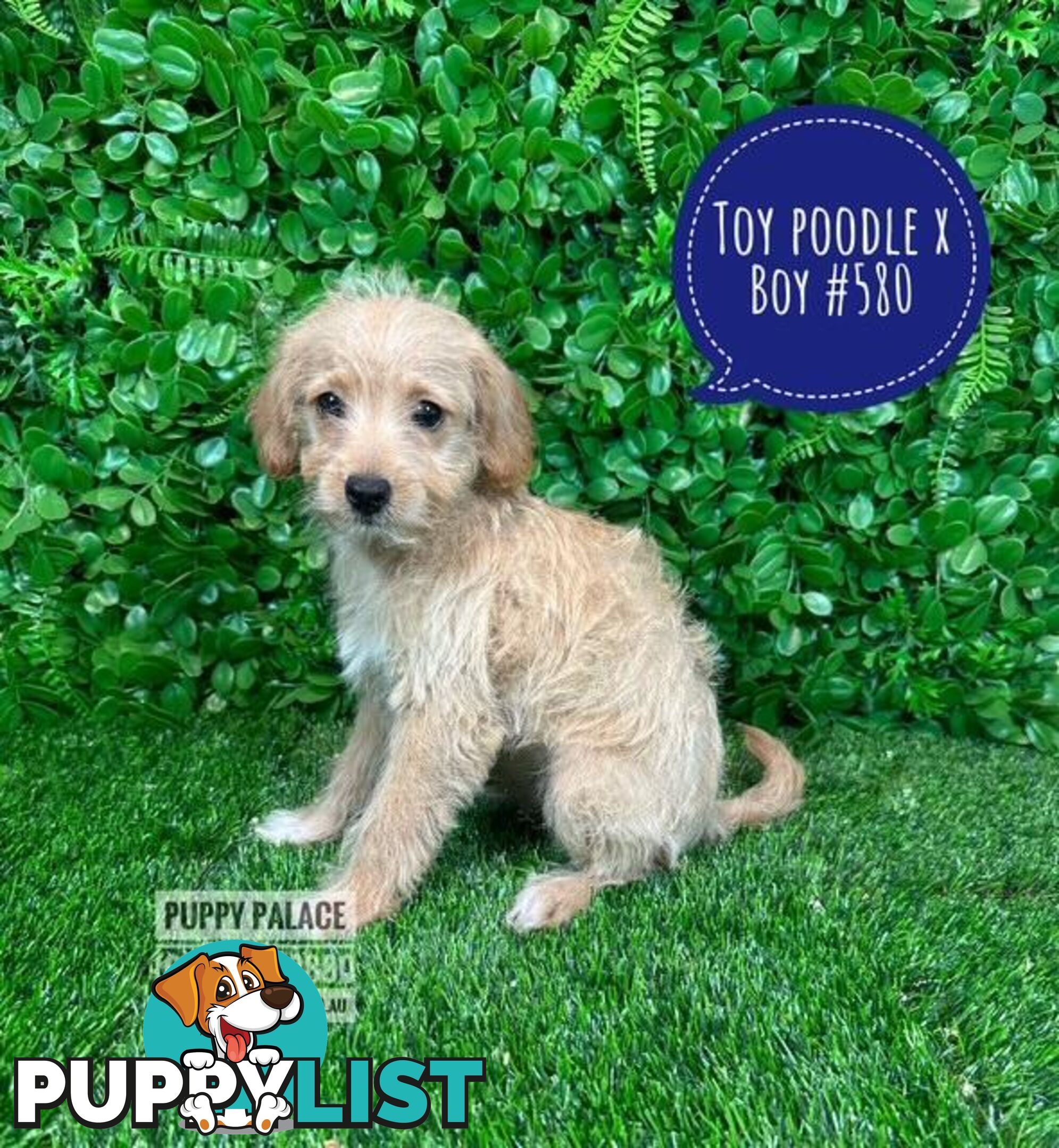 Toy Poodle X Chihuahua/Jack Russell Puppies at Puppy Palace Pet Shop Brisbane