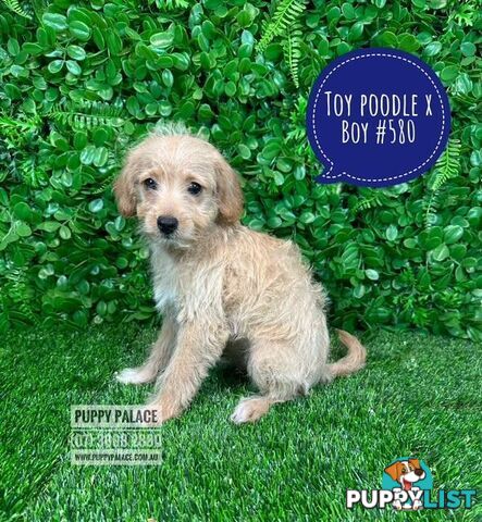 Toy Poodle X Chihuahua/Jack Russell Puppies at Puppy Palace Pet Shop Brisbane