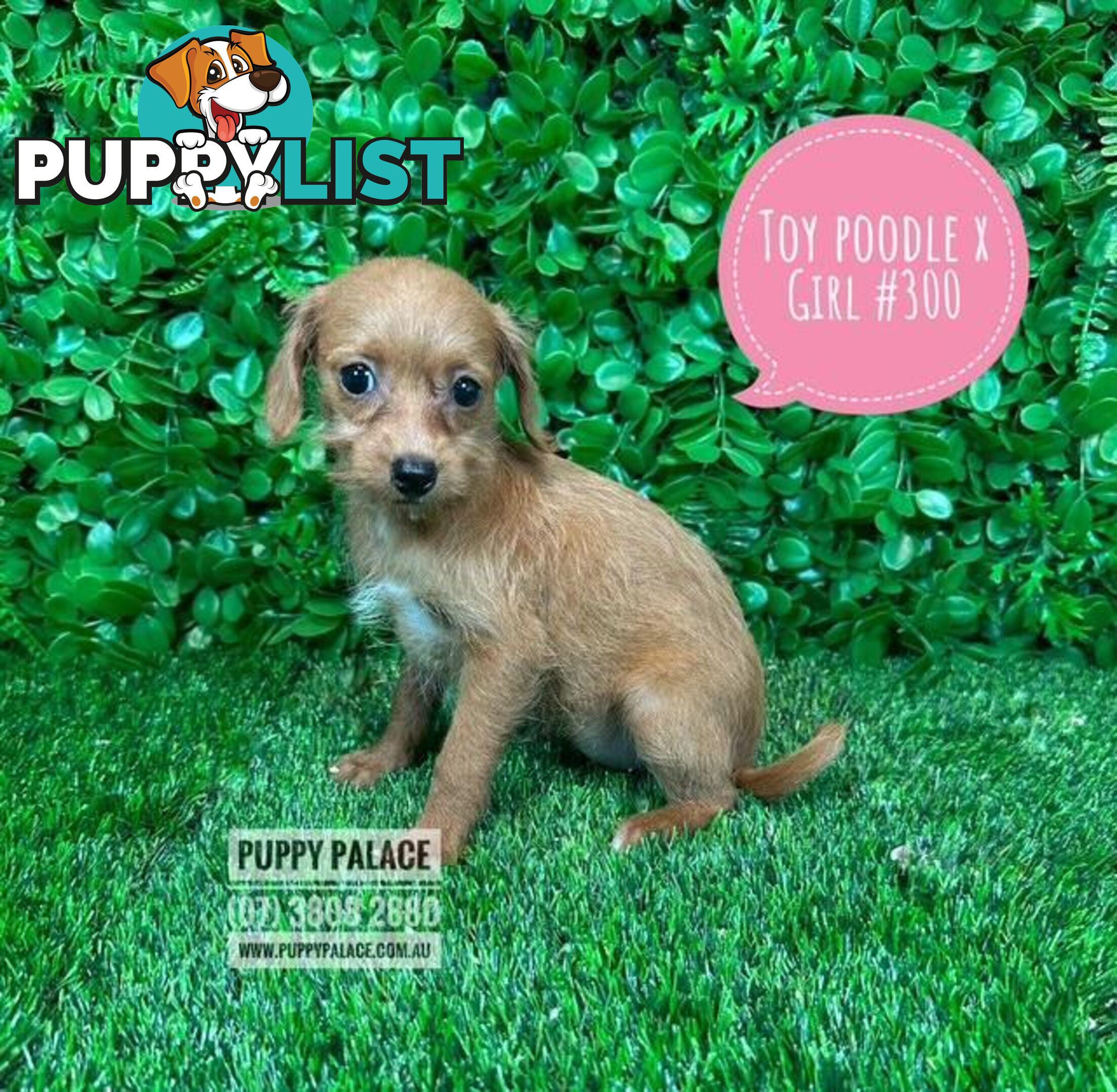 Toy Poodle X Chihuahua/Jack Russell Puppies at Puppy Palace Pet Shop Brisbane