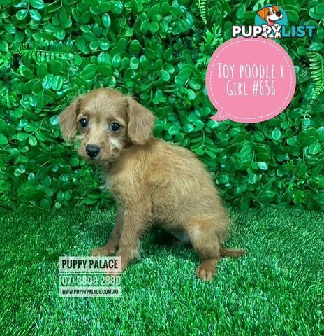 Toy Poodle X Chihuahua/Jack Russell Puppies at Puppy Palace Pet Shop Brisbane