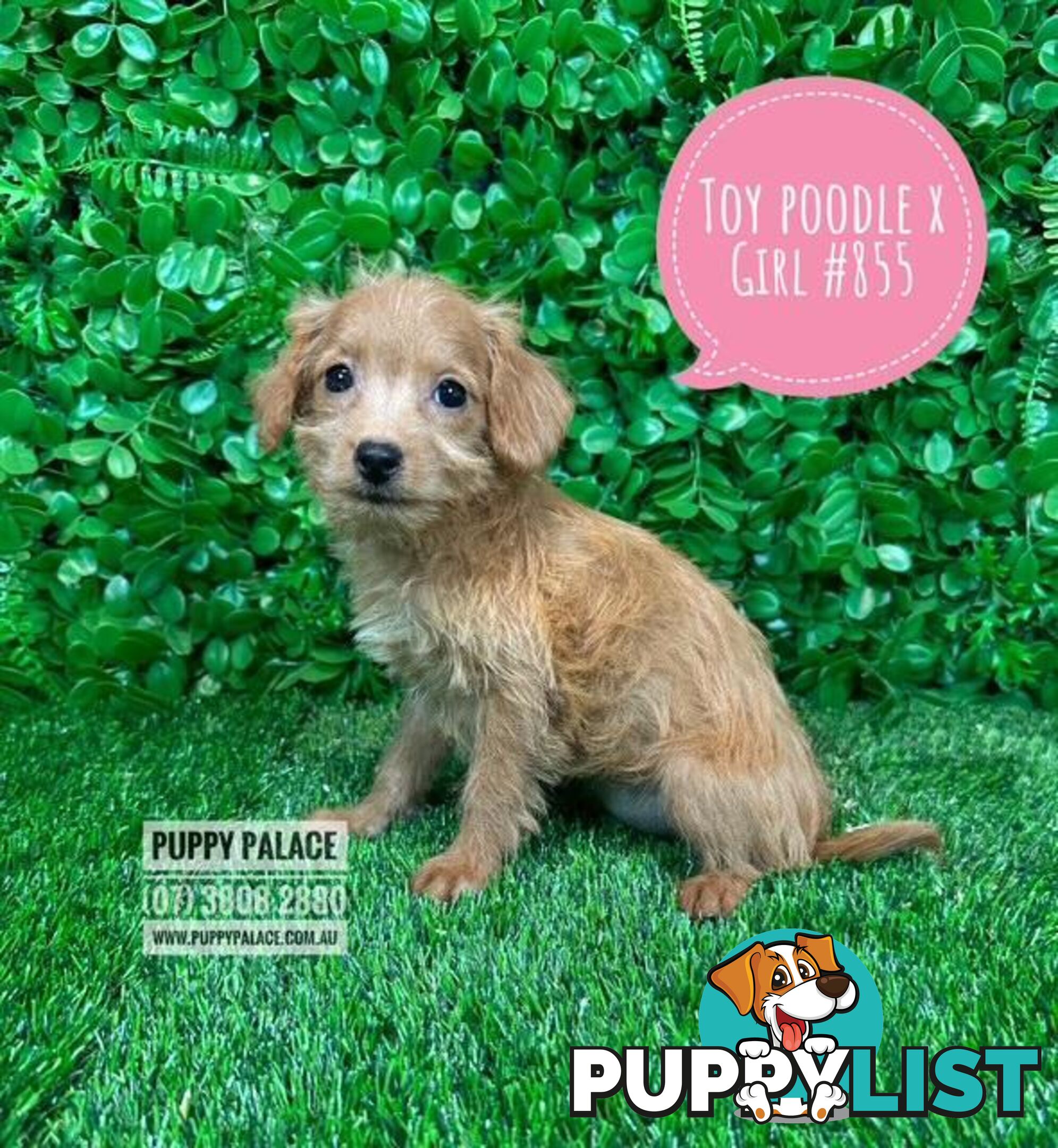 Toy Poodle X Chihuahua/Jack Russell Puppies at Puppy Palace Pet Shop Brisbane