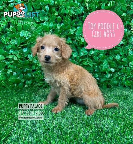 Toy Poodle X Chihuahua/Jack Russell Puppies at Puppy Palace Pet Shop Brisbane