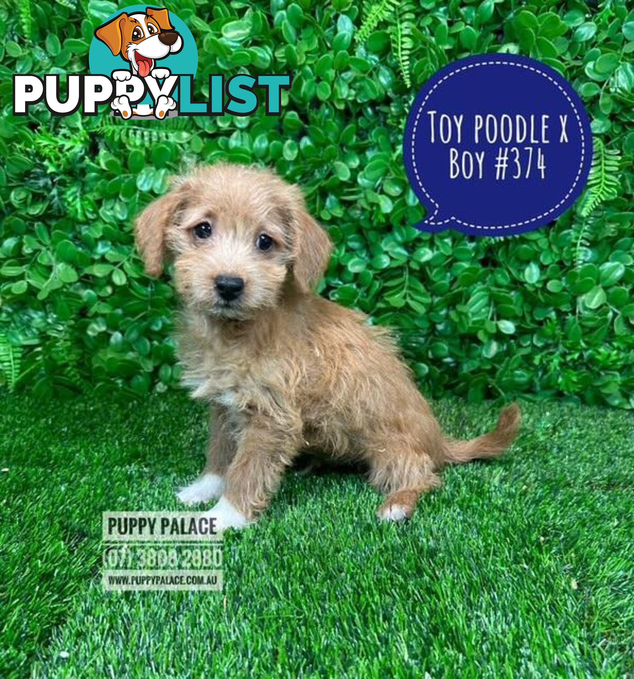 Toy Poodle X Chihuahua/Jack Russell Puppies at Puppy Palace Pet Shop Brisbane