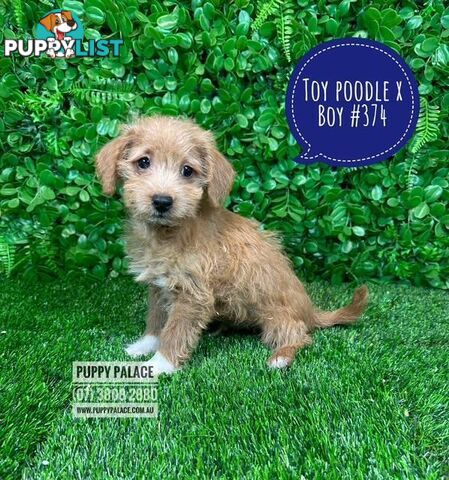 Toy Poodle X Chihuahua/Jack Russell Puppies at Puppy Palace Pet Shop Brisbane
