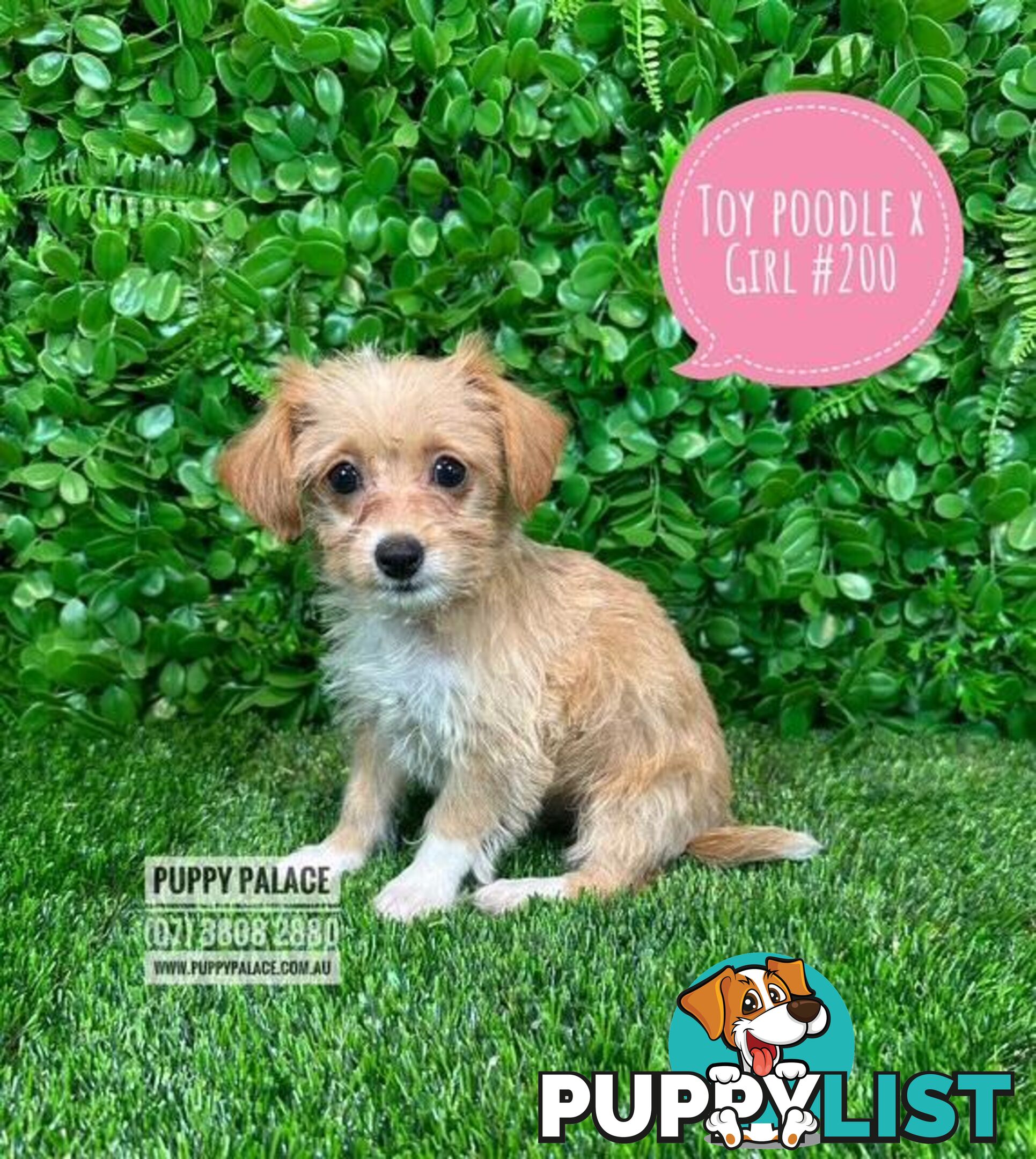 Toy Poodle X Chihuahua/Jack Russell Puppies at Puppy Palace Pet Shop Brisbane
