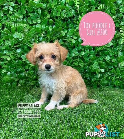 Toy Poodle X Chihuahua/Jack Russell Puppies at Puppy Palace Pet Shop Brisbane
