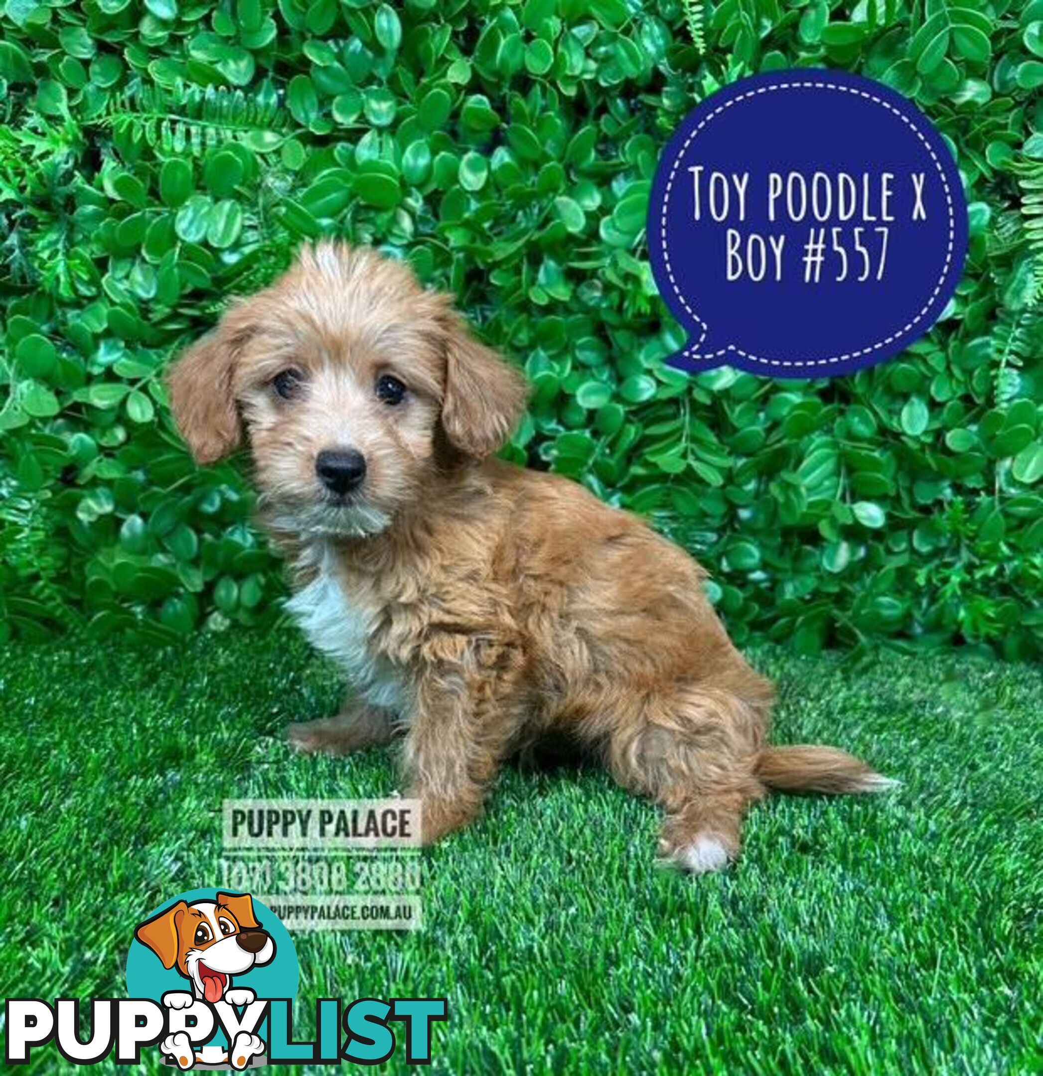 Toy Poodle X Chihuahua/Jack Russell Puppies at Puppy Palace Pet Shop Brisbane