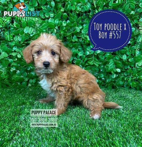 Toy Poodle X Chihuahua/Jack Russell Puppies at Puppy Palace Pet Shop Brisbane