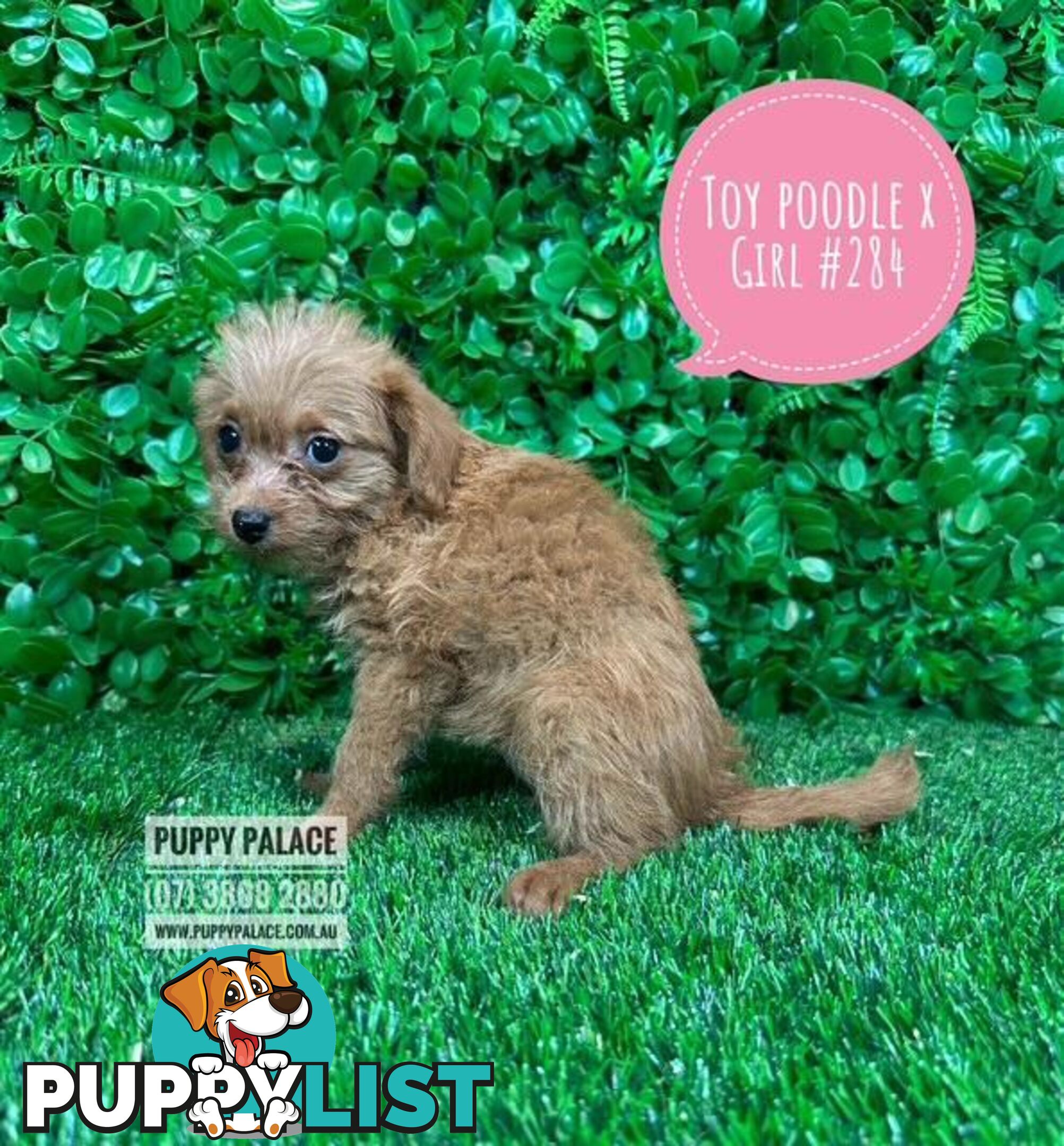Toy Poodle X Chihuahua/Jack Russell Puppies at Puppy Palace Pet Shop Brisbane