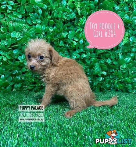 Toy Poodle X Chihuahua/Jack Russell Puppies at Puppy Palace Pet Shop Brisbane