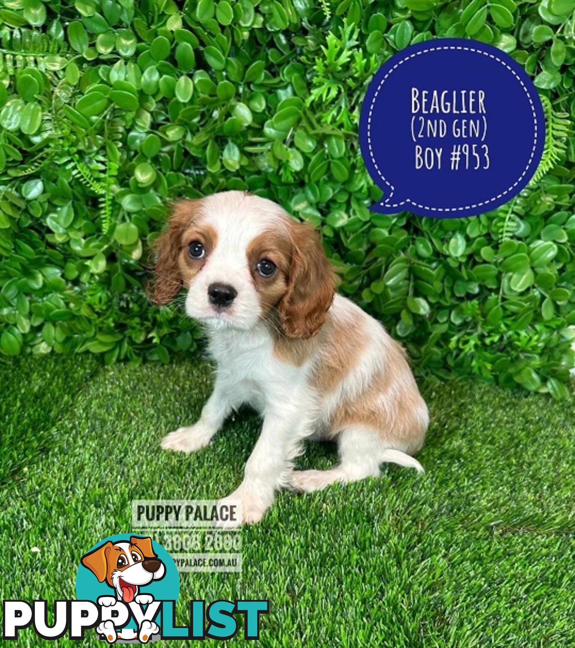 Beaglier - 2 Litters. L1 (Cavalier X Beagle) L2 (Beaglier X Cavalier) - In store now at Puppy Palace