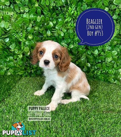 Beaglier - 2 Litters. L1 (Cavalier X Beagle) L2 (Beaglier X Cavalier) - In store now at Puppy Palace