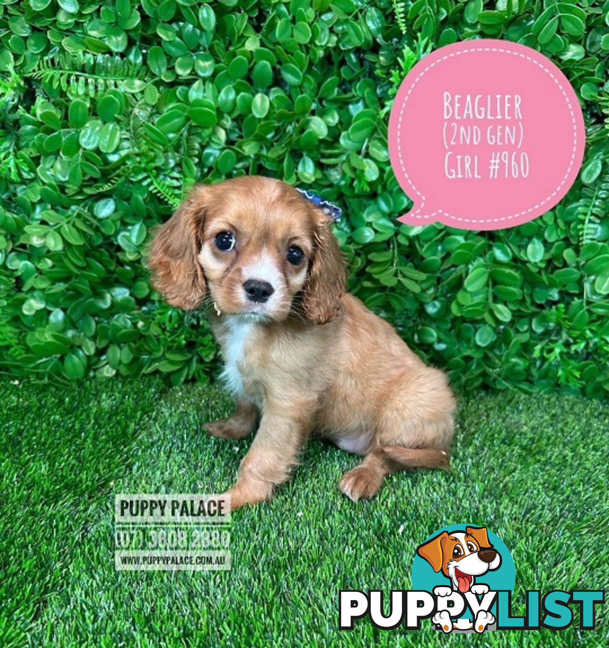 Beaglier - 2 Litters. L1 (Cavalier X Beagle) L2 (Beaglier X Cavalier) - In store now at Puppy Palace