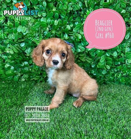 Beaglier - 2 Litters. L1 (Cavalier X Beagle) L2 (Beaglier X Cavalier) - In store now at Puppy Palace