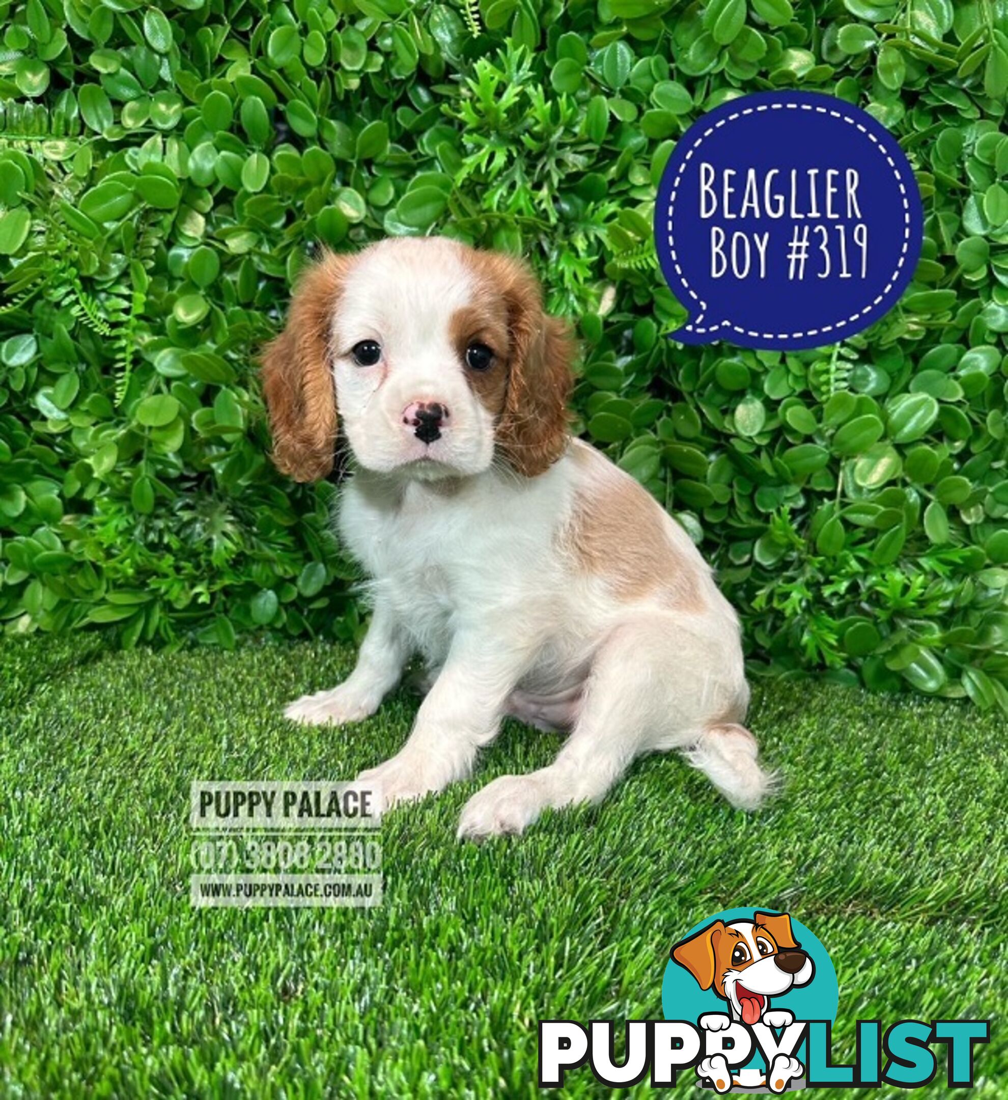 Beaglier - 2 Litters. L1 (Cavalier X Beagle) L2 (Beaglier X Cavalier) - In store now at Puppy Palace