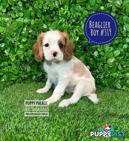 Beaglier - 2 Litters. L1 (Cavalier X Beagle) L2 (Beaglier X Cavalier) - In store now at Puppy Palace