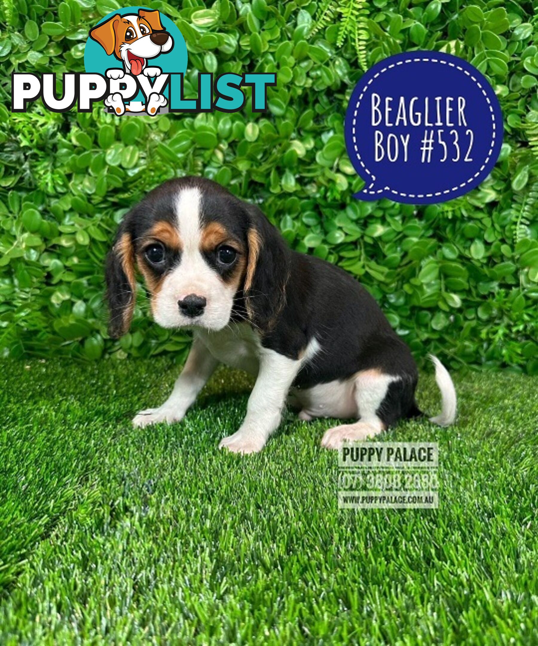 Beaglier - 2 Litters. L1 (Cavalier X Beagle) L2 (Beaglier X Cavalier) - In store now at Puppy Palace