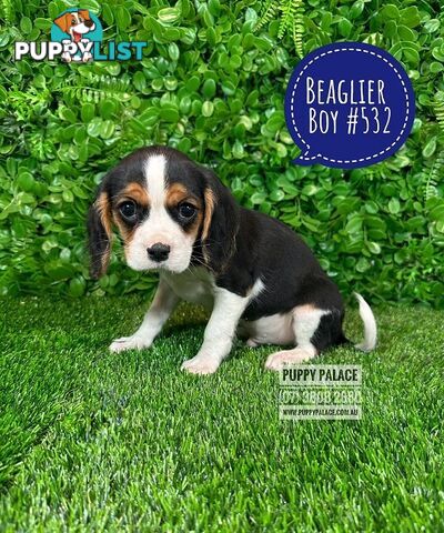 Beaglier - 2 Litters. L1 (Cavalier X Beagle) L2 (Beaglier X Cavalier) - In store now at Puppy Palace