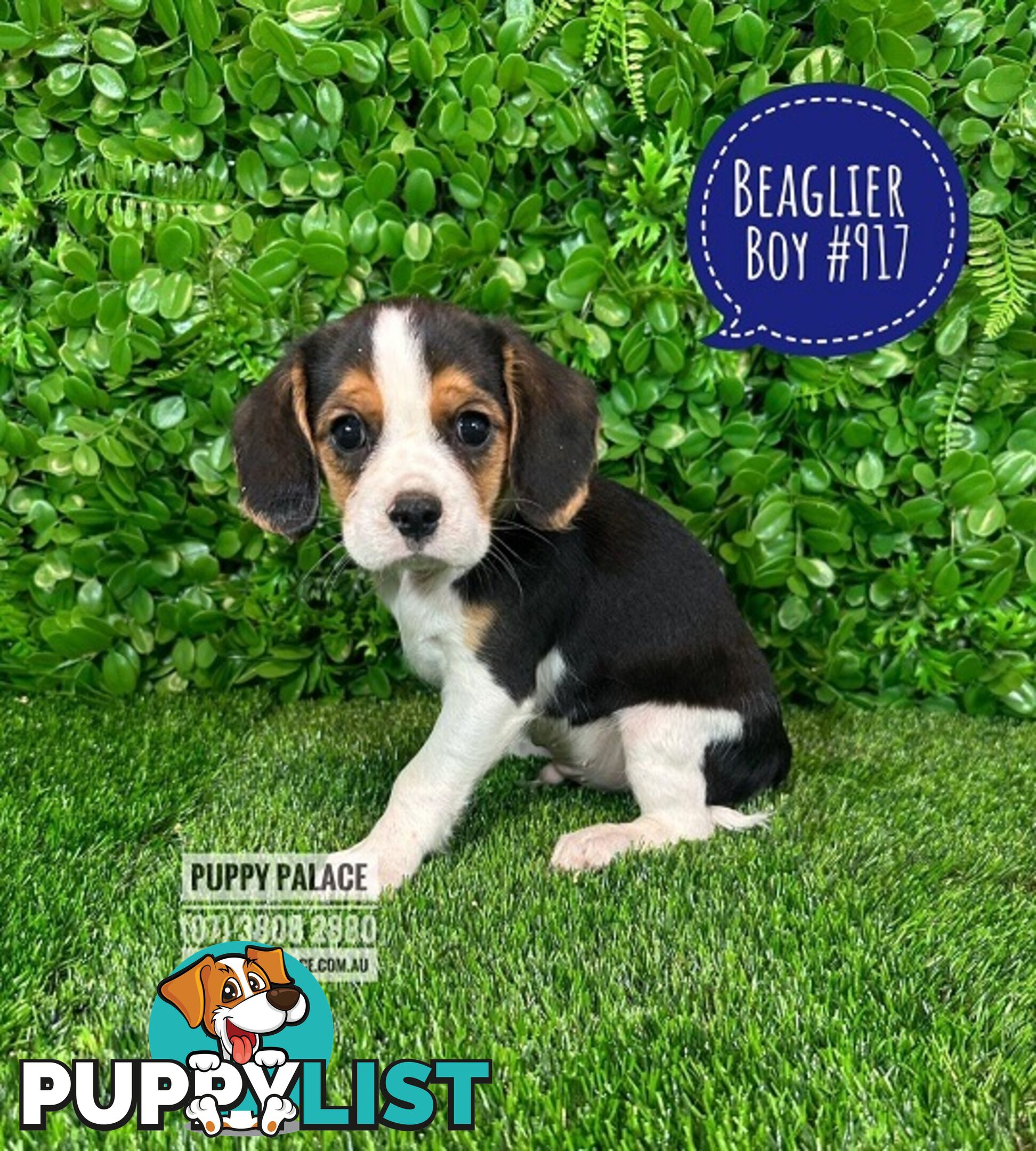 Beaglier - 2 Litters. L1 (Cavalier X Beagle) L2 (Beaglier X Cavalier) - In store now at Puppy Palace