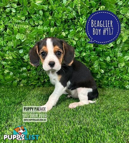 Beaglier - 2 Litters. L1 (Cavalier X Beagle) L2 (Beaglier X Cavalier) - In store now at Puppy Palace