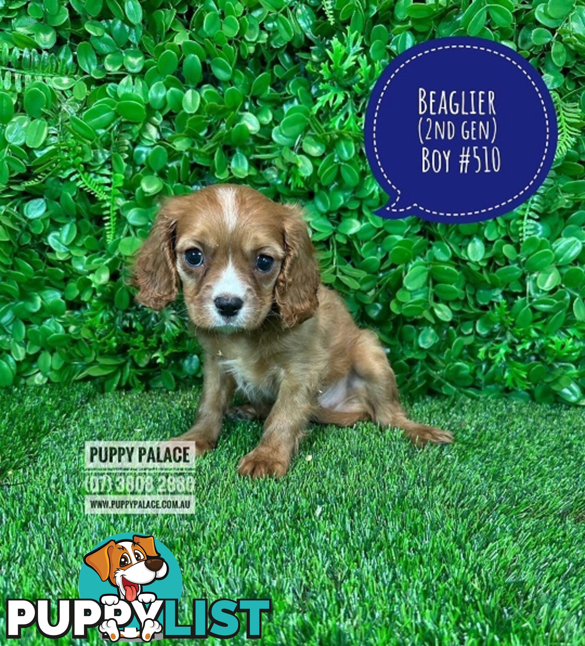 Beaglier - 2 Litters. L1 (Cavalier X Beagle) L2 (Beaglier X Cavalier) - In store now at Puppy Palace