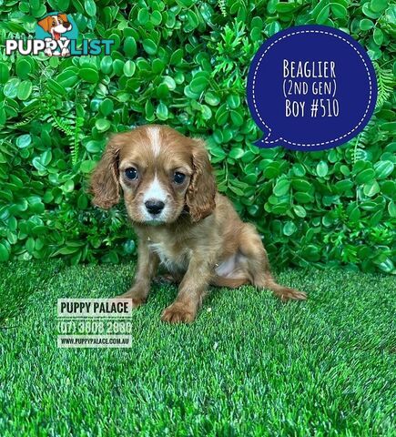 Beaglier - 2 Litters. L1 (Cavalier X Beagle) L2 (Beaglier X Cavalier) - In store now at Puppy Palace