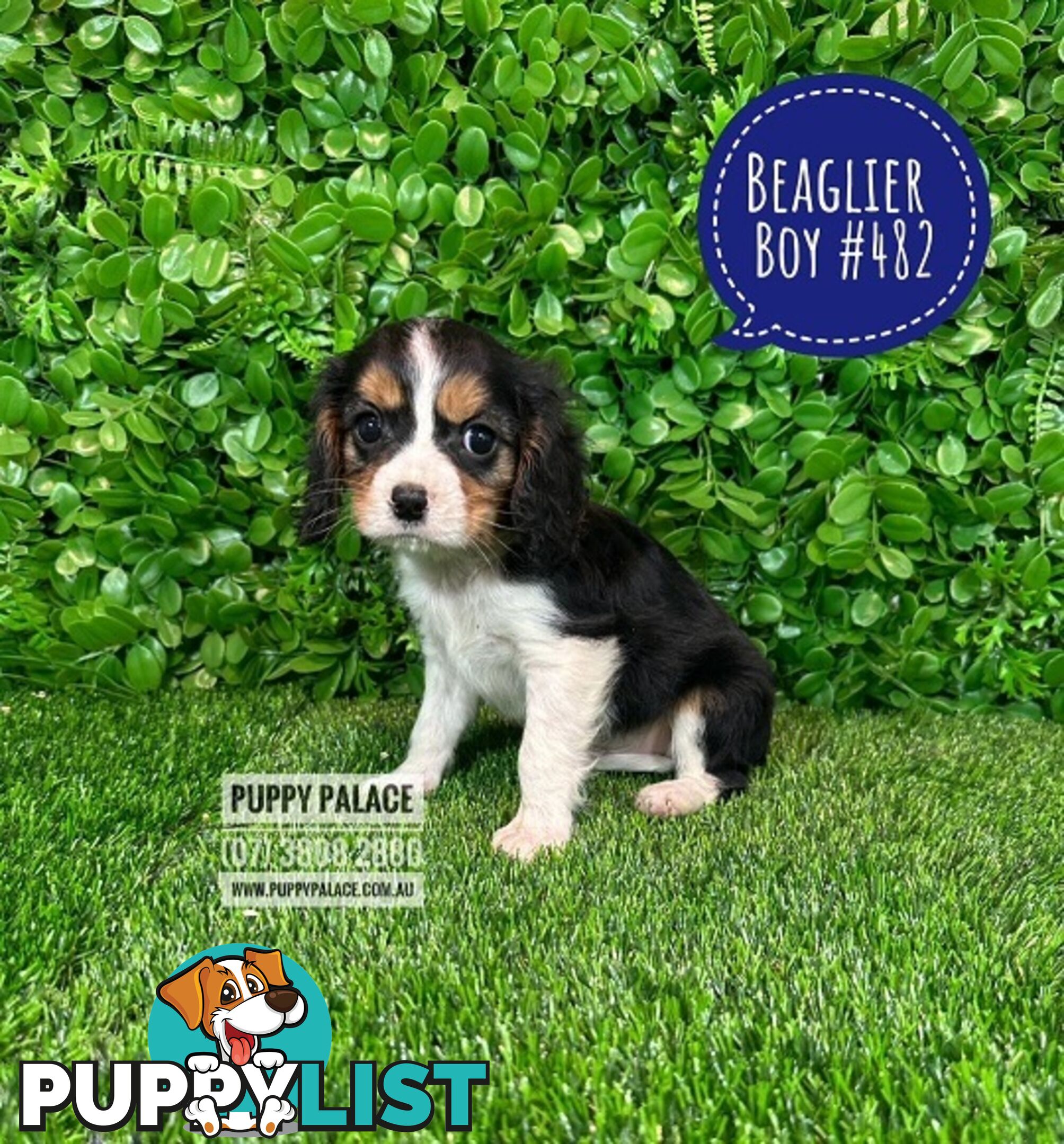 Beaglier - 2 Litters. L1 (Cavalier X Beagle) L2 (Beaglier X Cavalier) - In store now at Puppy Palace