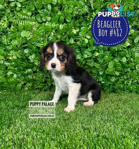 Beaglier - 2 Litters. L1 (Cavalier X Beagle) L2 (Beaglier X Cavalier) - In store now at Puppy Palace