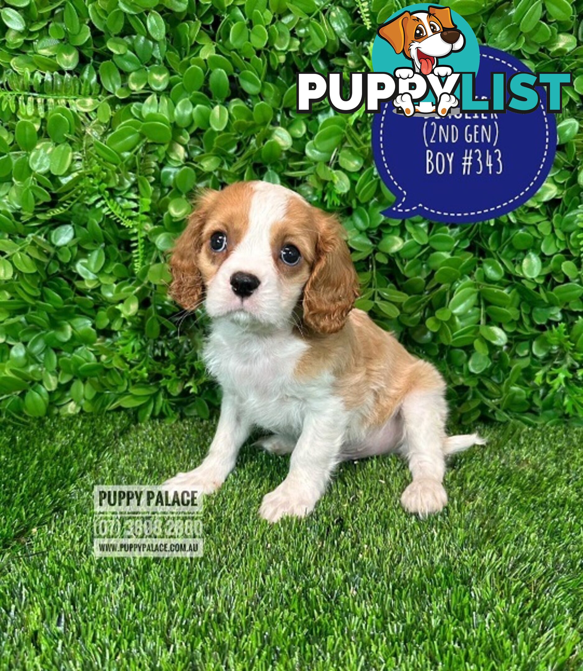 Beaglier - 2 Litters. L1 (Cavalier X Beagle) L2 (Beaglier X Cavalier) - In store now at Puppy Palace