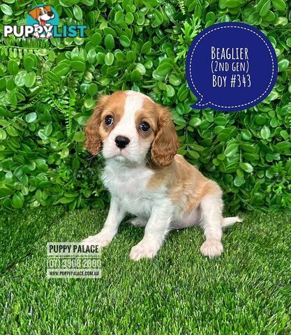 Beaglier - 2 Litters. L1 (Cavalier X Beagle) L2 (Beaglier X Cavalier) - In store now at Puppy Palace