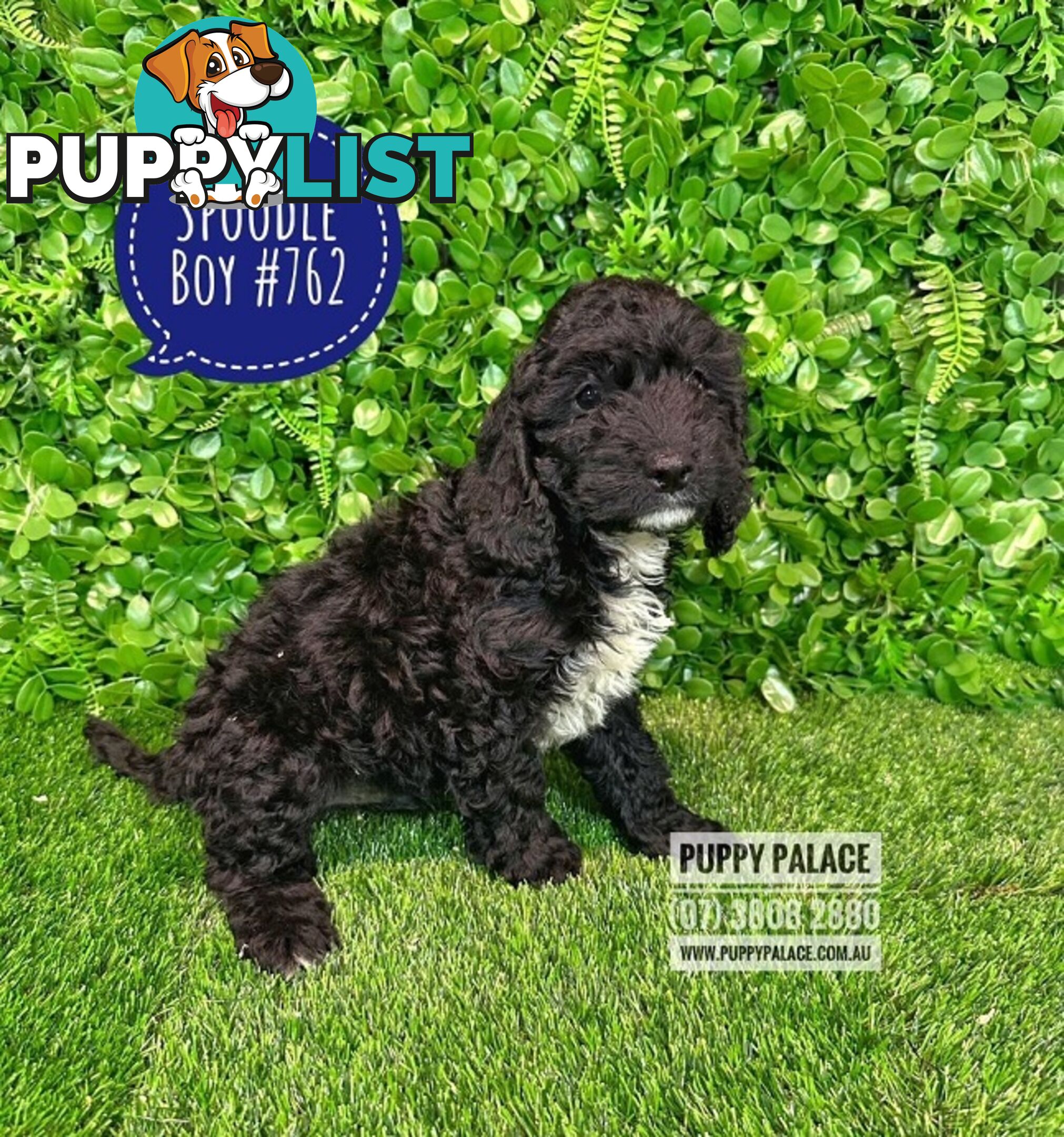 Spoodle - (2nd Generation). At Puppy Palace Pet shop, Underwood. Brisbane