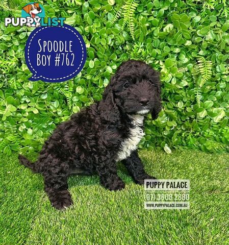 Spoodle - (2nd Generation). At Puppy Palace Pet shop, Underwood. Brisbane