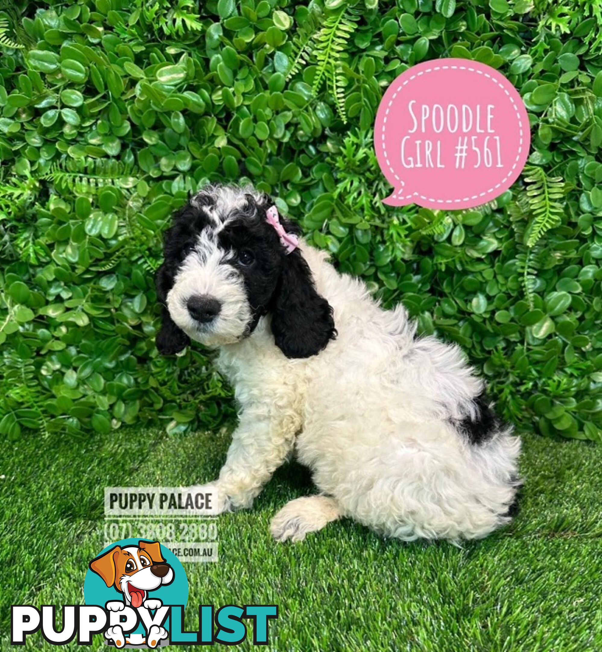 Spoodle - (2nd Generation). At Puppy Palace Pet shop, Underwood. Brisbane